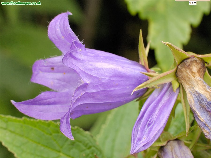 Campanula latifolia