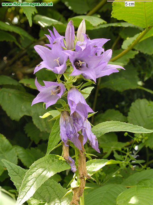 Campanula latifolia
