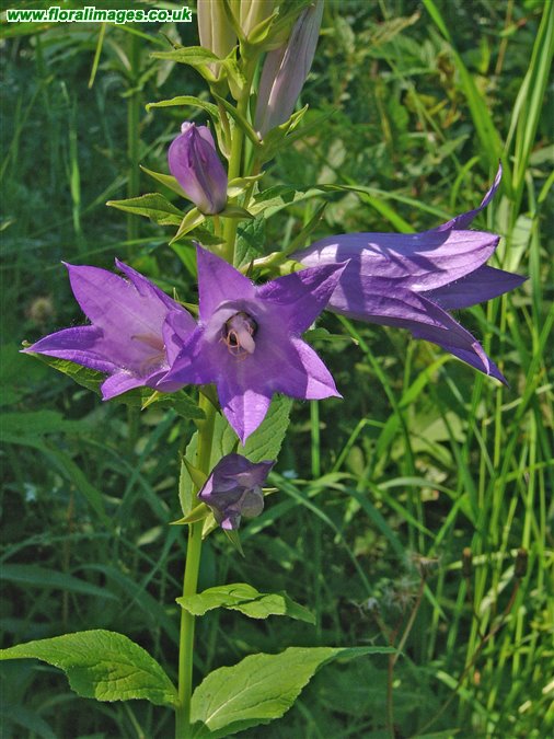 Campanula latifolia