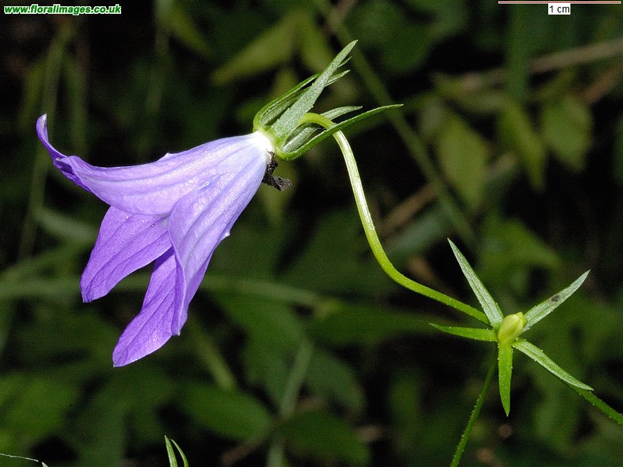 Campanula patula