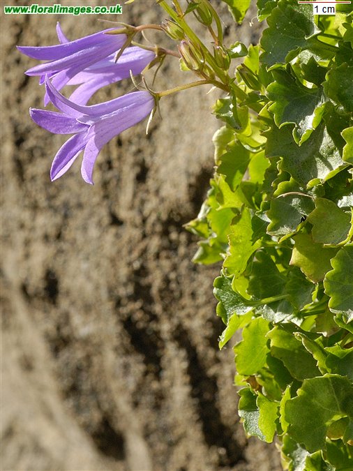 Campanula portenschlagiana