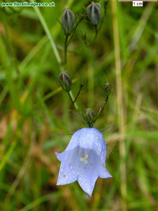 Campanula rotundifolia