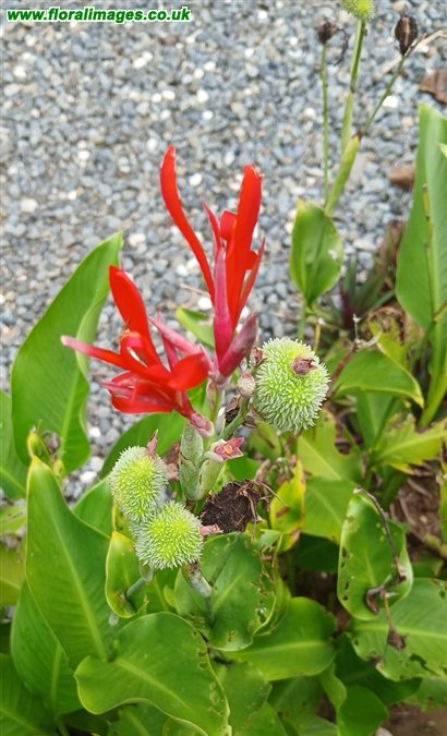 Canna indica