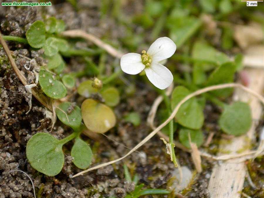 Cardamine corymbosa