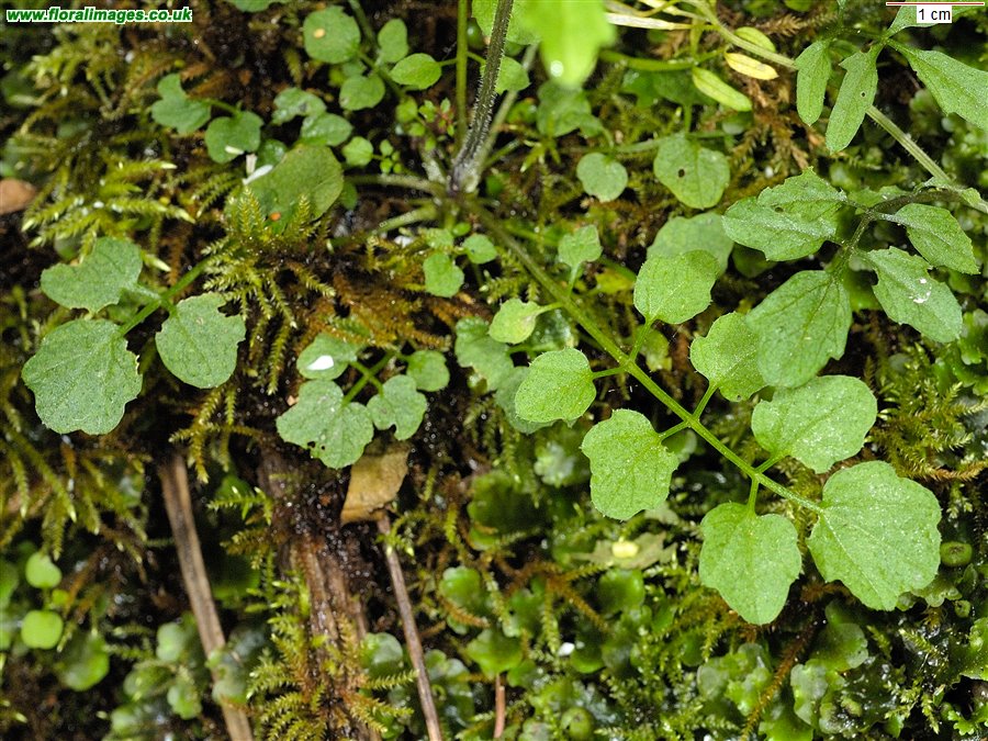 Cardamine flexuosa