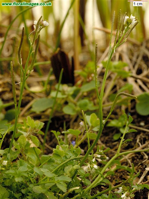 Cardamine hirsuta