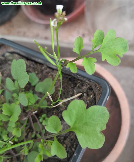Cardamine occulta