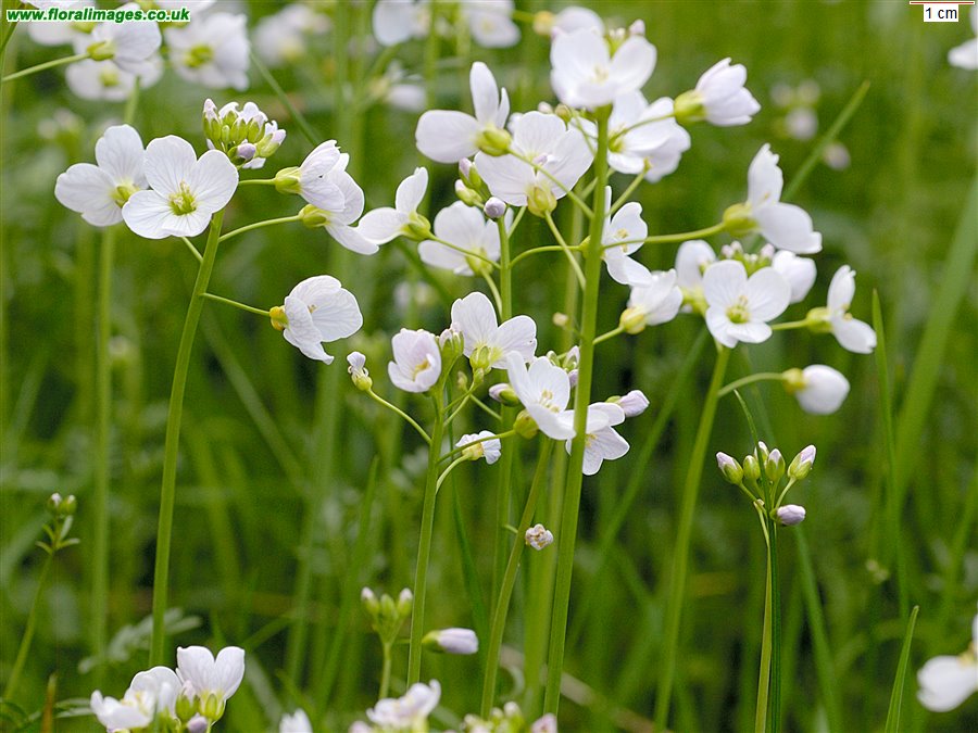 Cardamine pratensis