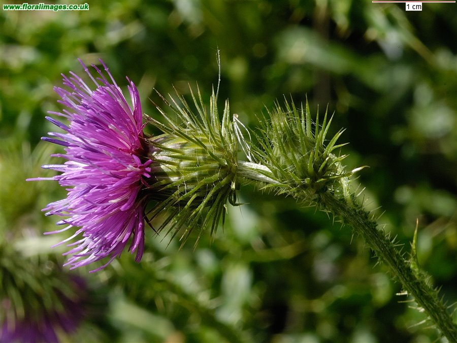 Carduus crispus