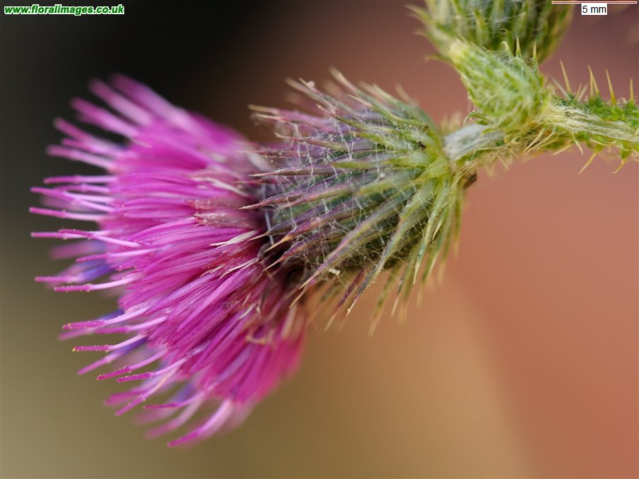 Carduus crispus