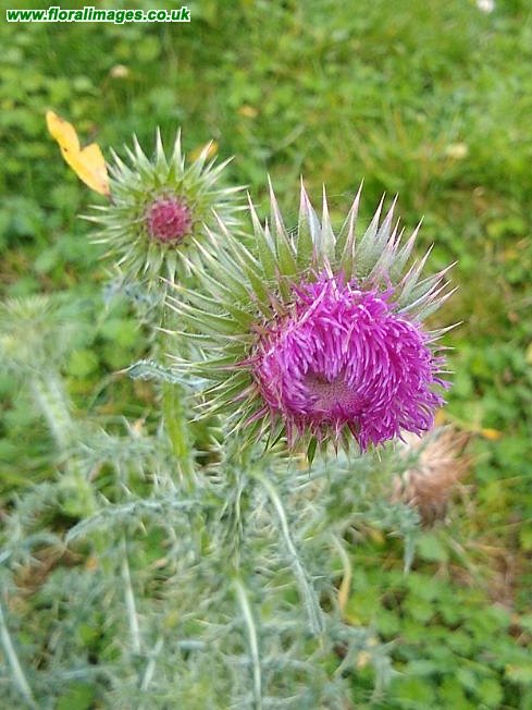 Carduus nutans