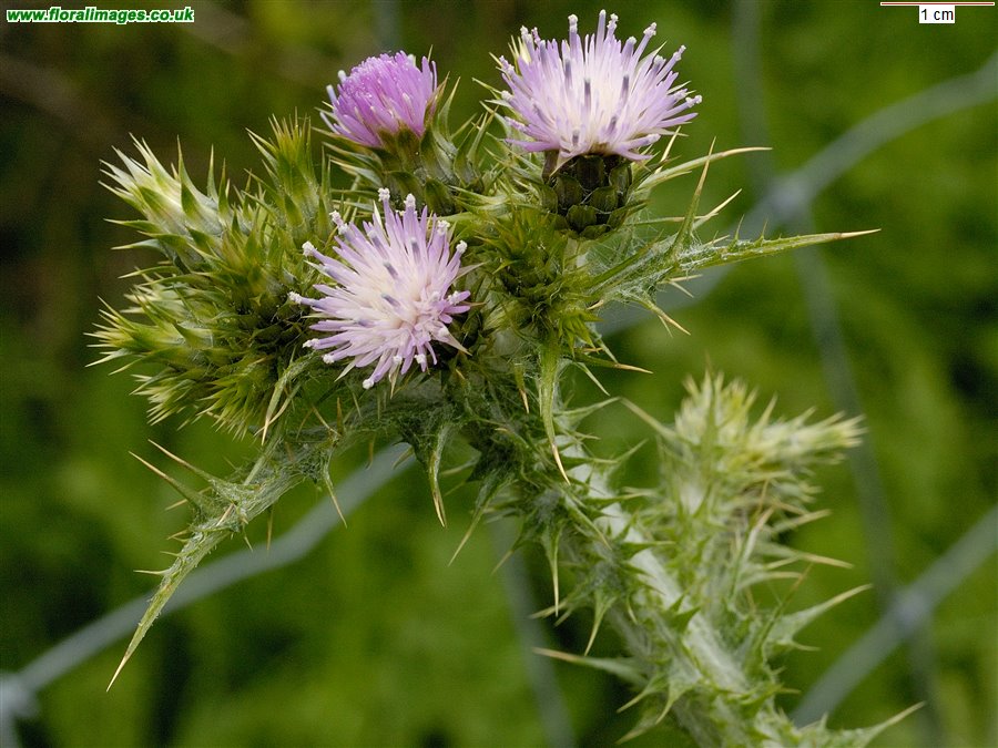 Carduus tenuiflorus