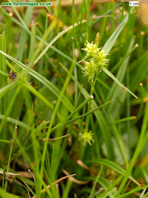 Carex demissa