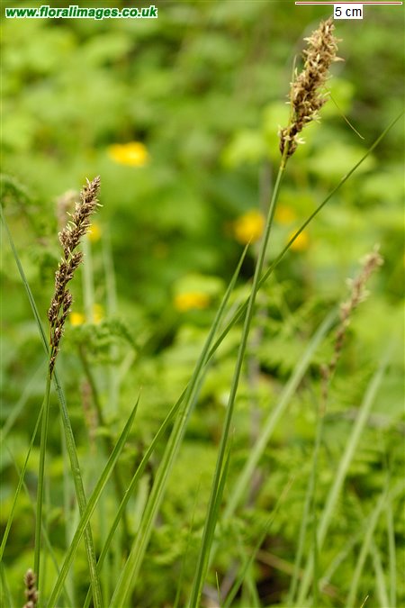 Carex disticha