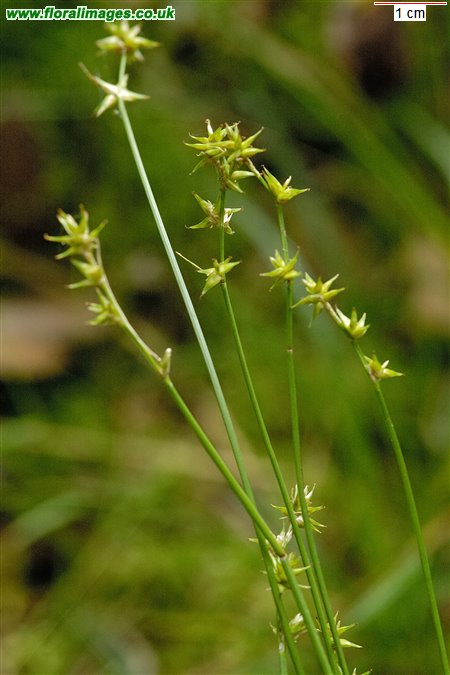 Carex echinata