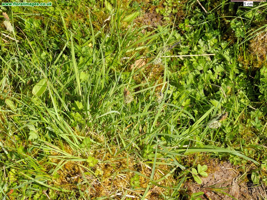 Carex flacca