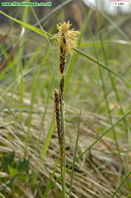 Carex flacca