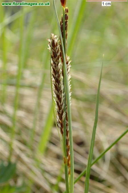 Carex flacca