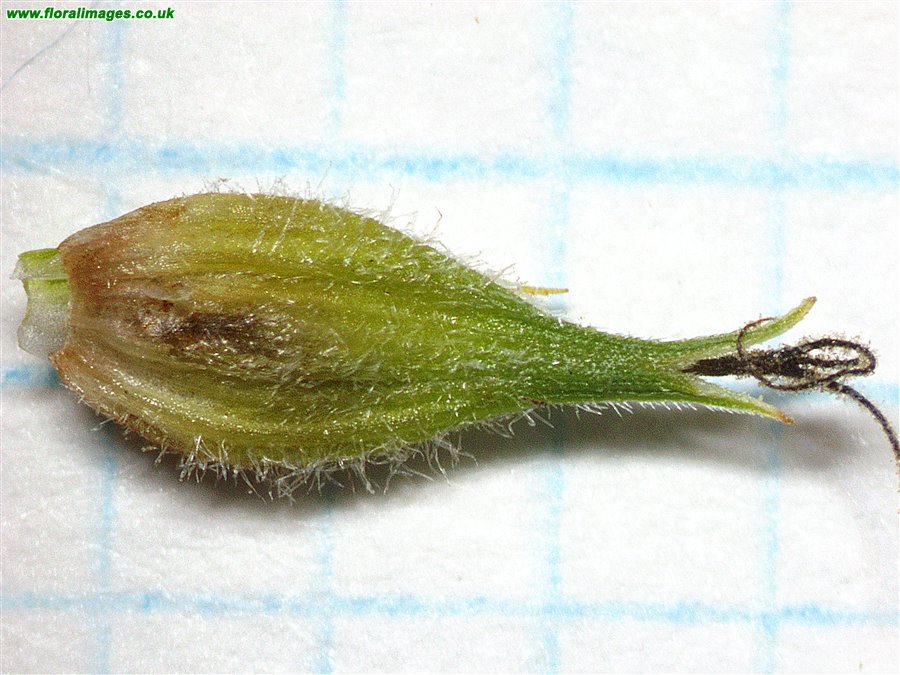 Carex hirta