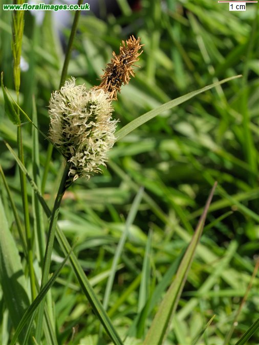 Carex nigra