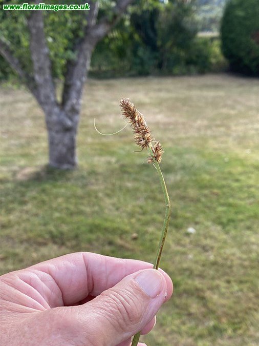 Carex otrubae