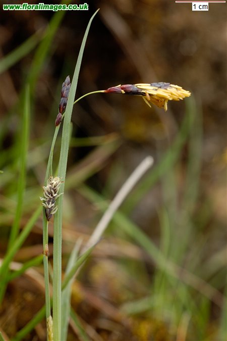 Carex panicea