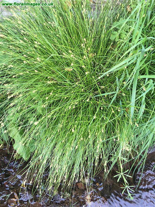Carex remota