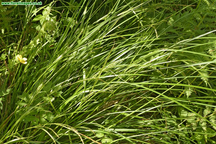 Carex strigosa