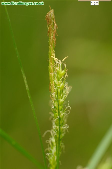 Carex sylvatica