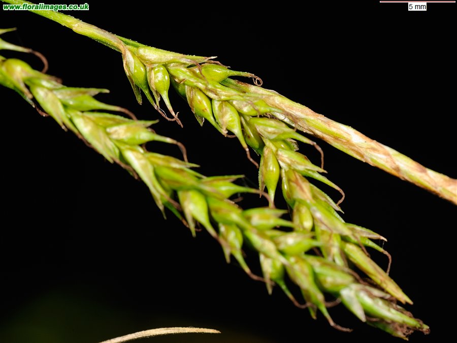 Carex sylvatica