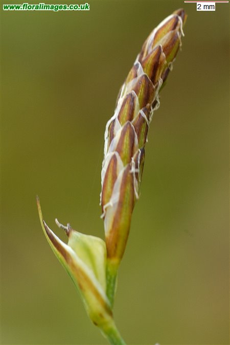 Carex vaginata