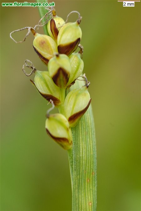 Carex vaginata