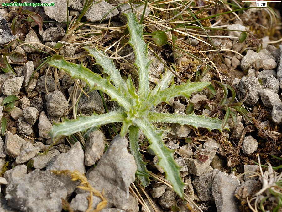 Carlina vulgaris