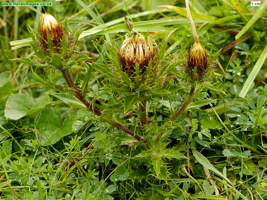 Carlina vulgaris