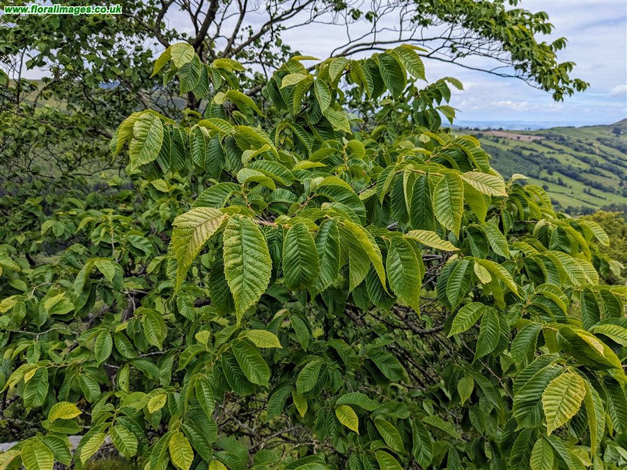 Carpinus betulus