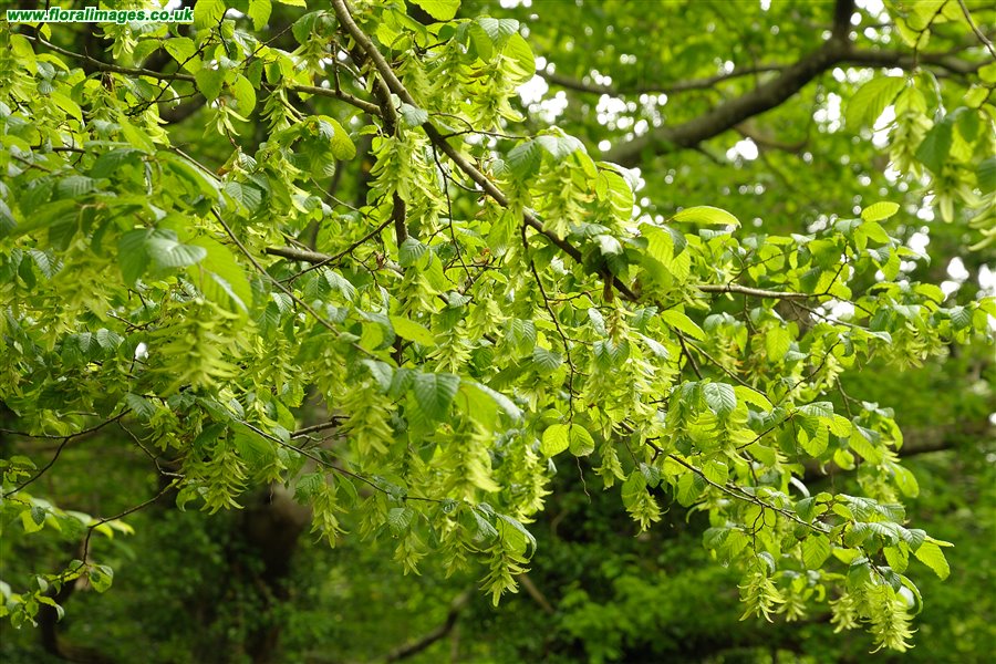 Carpinus betulus