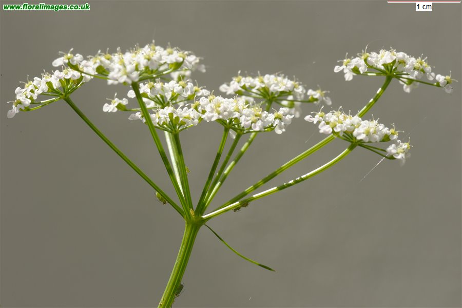 Carum carvi