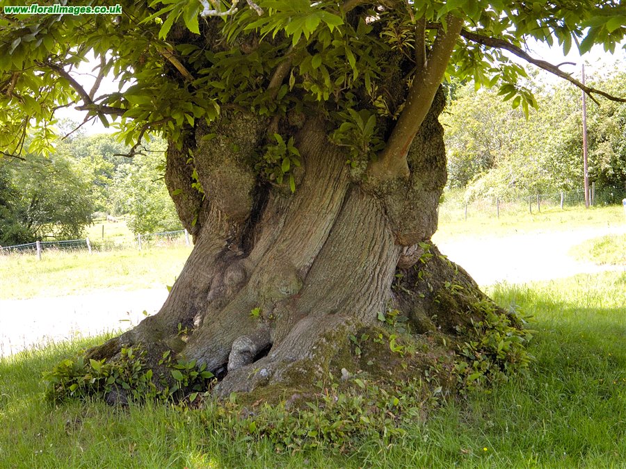 Castanea sativa