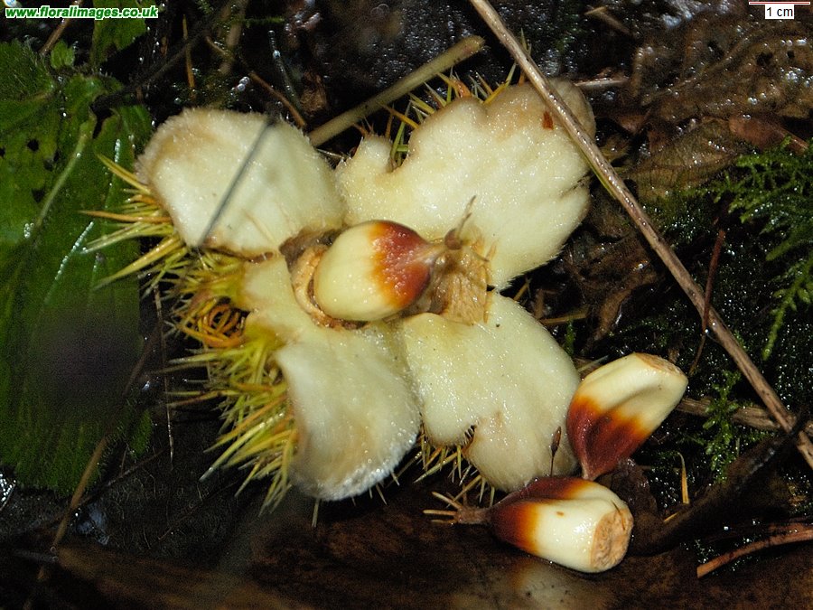 Castanea sativa