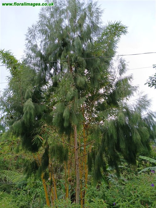 Casuarina equisetifolia
