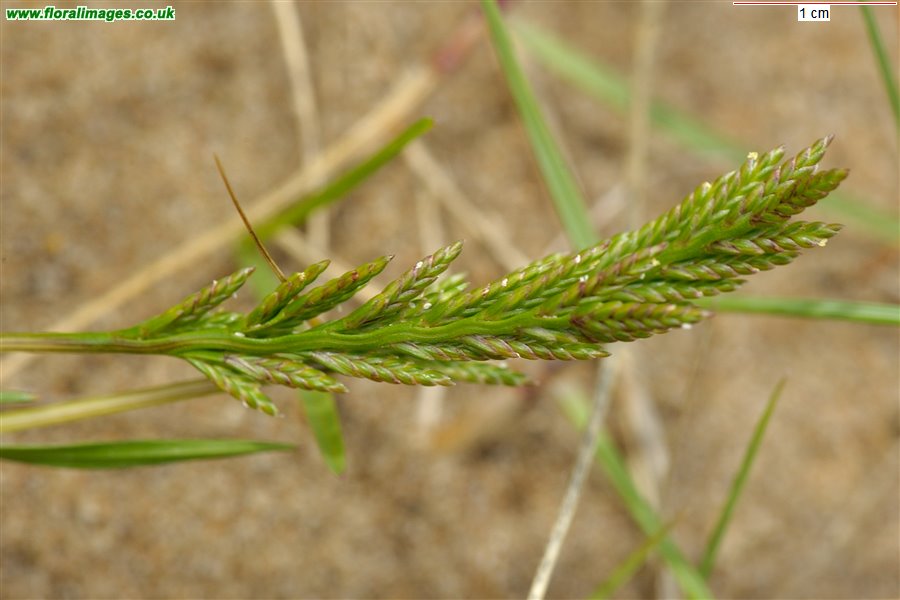 Catapodium rigidum