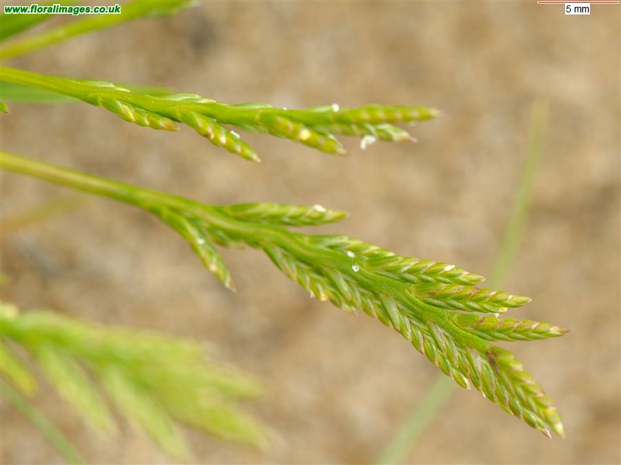 Catapodium rigidum