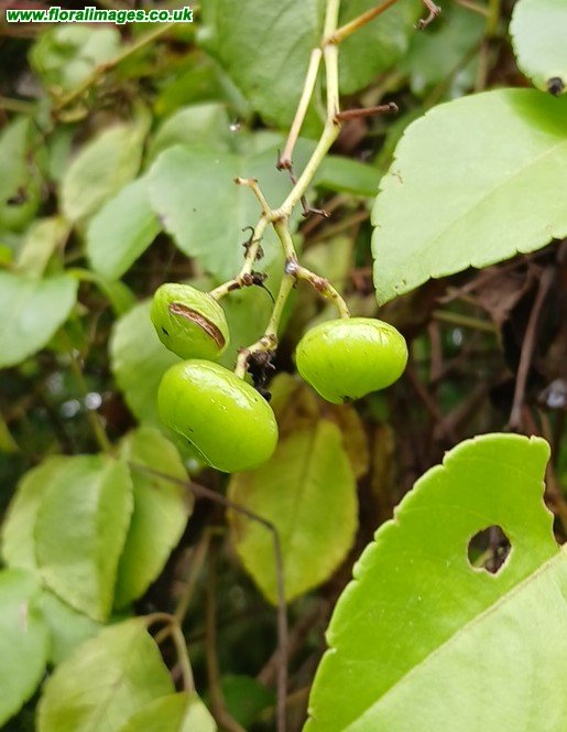 Causonis trifolia