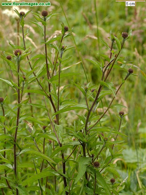 Centaurea nigra