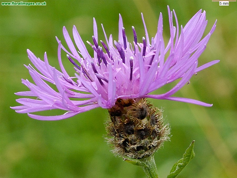 Centaurea nigra