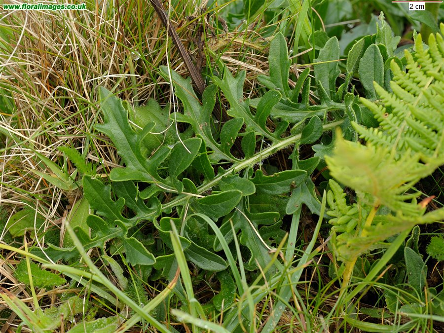 Centaurea scabiosa