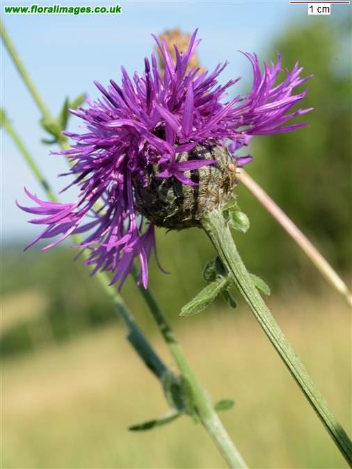 Centaurea scabiosa