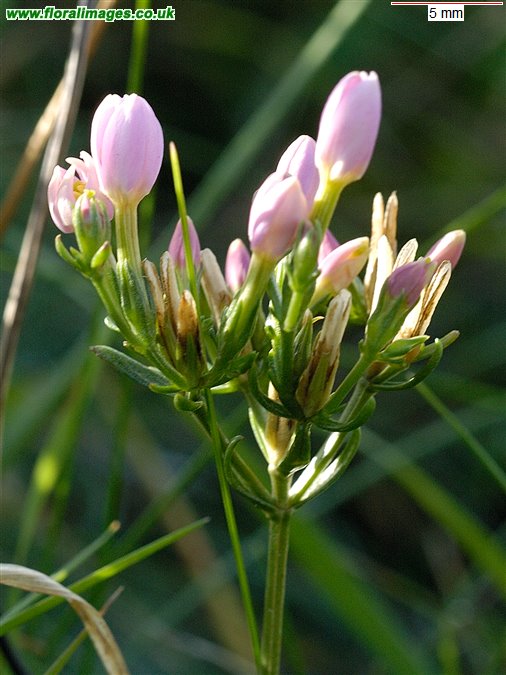 Centaurium erythraea
