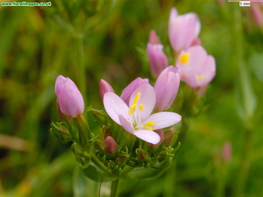 Centaurium erythraea