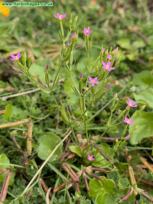 Centaurium pulchellum